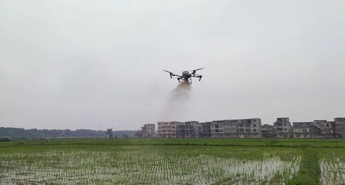 Latest company news about Ancient town: Drone "on duty" to help rice stable yield and increase income