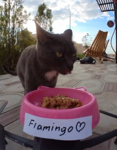 Latest company news about Drones: a new “airborne cafeteria” for stray cats
